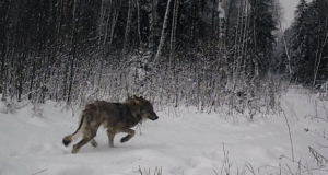 Lõppenud jahihooajal kütiti 60 hunti, kellest kolmandik olid kärntõves