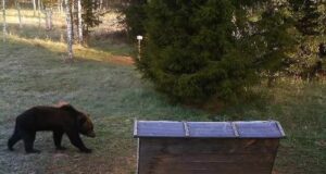 Lätis ründas karu inimest (täiendatud)