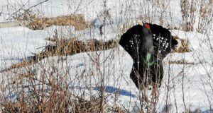 EJS-i vapilinnul on mänguaeg