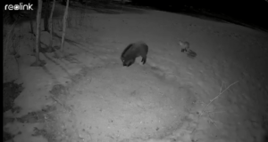 VIDEO: Metssiga ja rebane võitlevad söögi pärast