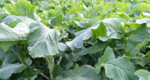 Soeta söödakapsa seemet ulukitele!