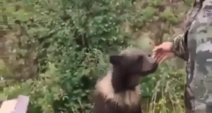 Karupojaga sõbrutseda üritanud vene mees sai valusa õppetunni