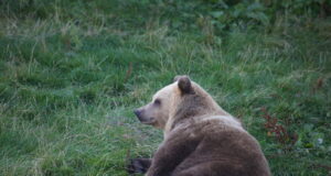 RMK karukaamera alustas ülekannet