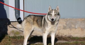 Kaduma on läinud Lääne-Siberi laika