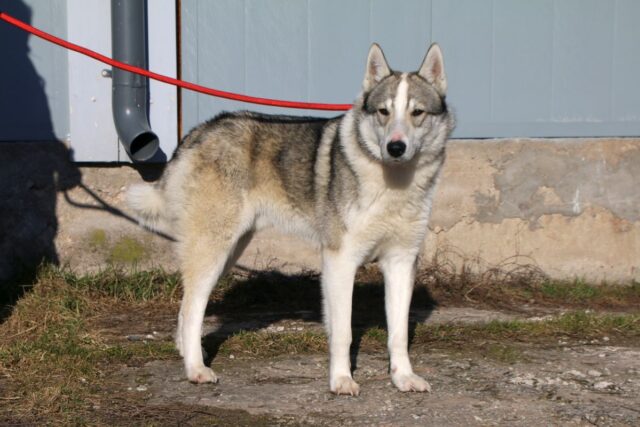 220049 guido-16476157730