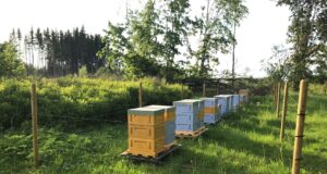 Konflikti karude ja huntidega saab inimene ise ennetada