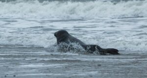 Hülgekahjude ennetamiseks võib tänavu küttida 55 hallhüljest