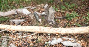 Koprad müttavad Pirita jõe kallastel