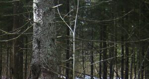 PILTUUDIS: Ilves nautis Viljandis kevadet