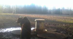 Karudel läheb metsas nii hästi, et nad tulevad tee peale jalutama