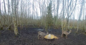 Metskitsedel toimub karvavahetus