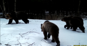 VIDEO: Suur karupere on taliuinakust ärganud