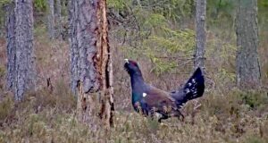 Lääne-Virumaale paigaldati metsisekaamera