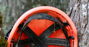 Linnurikastes metsades algas pesitsusrahu