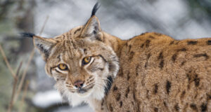 Piirivalvekaamera jäädvustas kuidas ilves hundi eest poegi kaitseb