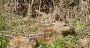 Kevadisel perioodil ei tohiks metsloomi häirida
