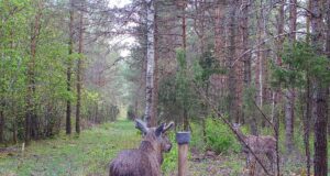 Inimene toob eri liiki loomad üksteisega kokku