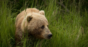 Karu sättis asjatundlikult kaamerat