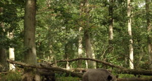 Roomas avastati seakatk