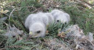 Pesitsusrahu kaitseks on peatatud vaid paarkümmend raiet