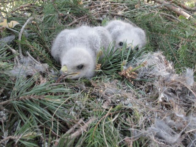 Hiireviu pojad pesas-Keskkonnaamet