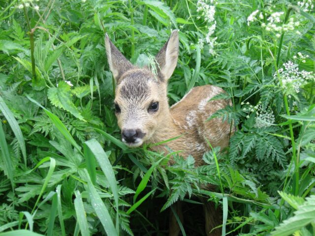 Metskitse tall_foto Tarmo Evestus