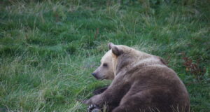 Nädalavahetusel kogunevad loodusfotograafid Alutaguse rahvusparki karusid kaamera ette püüdma