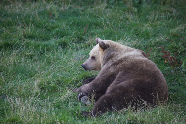 Sel aastal püüavad Vereta Jahi loodusfotograafid pildile saada karu. Foto_Tiit Hunt