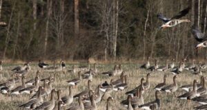 Keskkonnaamet täiendas hanejahi korraldust