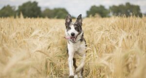 Ligi 300 Vinni valla koera ja kassi said kaitsva marutaudivastase vaktsiini