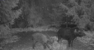 PILTUUDIS: Emis põrsastega Viljandimaal