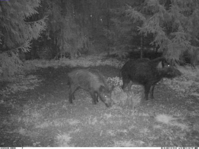 emis põrsastega viljandi - vahtramäe