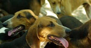 Pärnumaal vaktsineeritakse koeri ja kasse marutaudi vastu