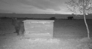 PILTUUDIS: Aasta loom ajas metssead soolakult ära