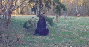 Pruunkaru märgistas oma territooriumit