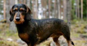 Ligi 130 Tapa valla koera ja kassi said kaitsva marutaudivastase vaktsiini