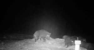 PILTUUDIS: Rahnojas toitis emis põrsaid