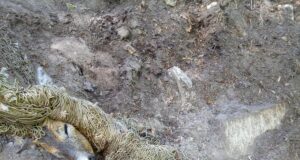 Sokud jäid kalavõrku kinni