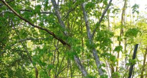 Hukkunud sokkude tõttu tuleb kinnistul teha muudatusi