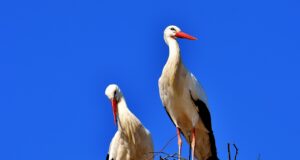 EJS mõistab toonekurgede tapmise hukka