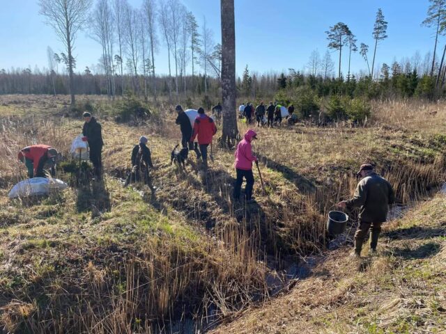 tori-sindi metsaistutus2