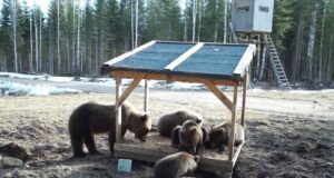 Karud ja hundid on muutunud julgeks