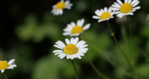 Kohtumine õiguskantsleri büroos
