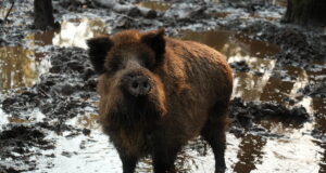 PTA laiendas seakatku uurimise ala