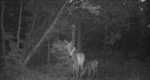 Saaremaal kaelustatud Aina pole pikemat teed ette võtnud