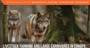 FACE korraldab suurkiskjate teemalise veebiseminari