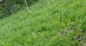 Ardu lähedal jäi karu auto alla