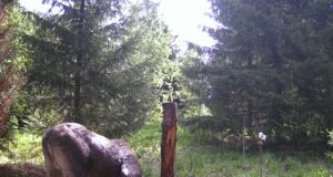 PILTUUDIS: Põdralehm mineraalide varusid täiendamas