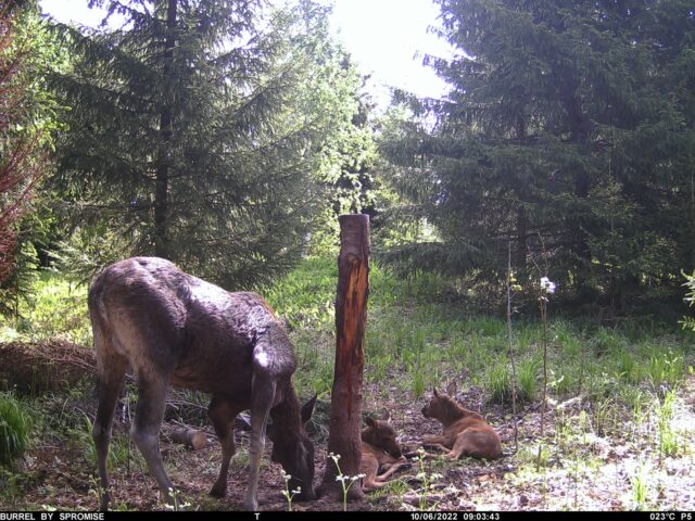 põder vasikatega - r.roht2