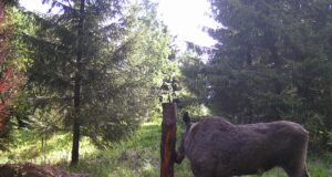 Põdrajahile tõmmati joon alla